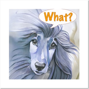 Blue Afghan Hound asking "What?" Posters and Art